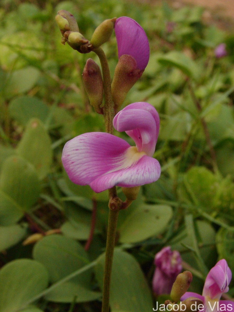 Canavalia rosea (Sw.) DC.